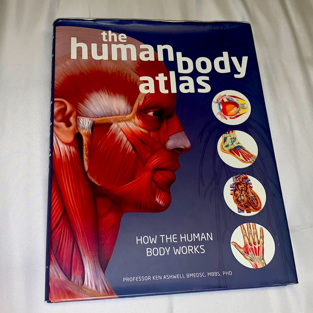 The human anatomy Atlas